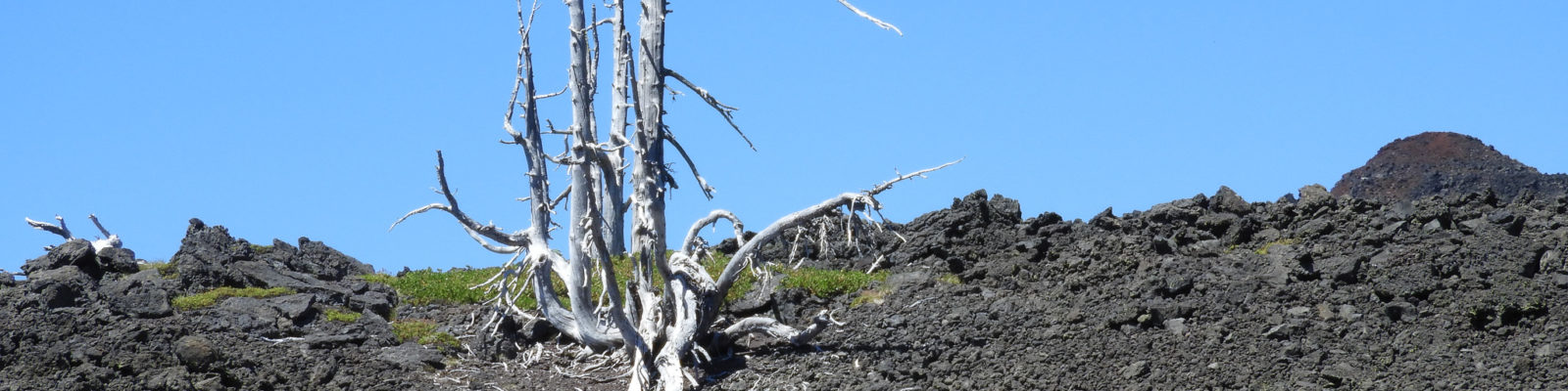 solo tree in lava bed